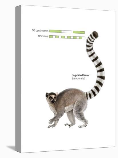 Ring-Tailed Lemur (Lemur Catta), Mammals-Encyclopaedia Britannica-Stretched Canvas
