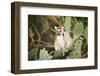 Ring-Tailed Lemur (Lemur Catta) on Cactus-Gabrielle and Michel Therin-Weise-Framed Photographic Print