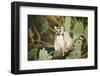 Ring-Tailed Lemur (Lemur Catta) on Cactus-Gabrielle and Michel Therin-Weise-Framed Photographic Print