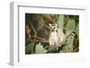 Ring-Tailed Lemur (Lemur Catta) on Cactus-Gabrielle and Michel Therin-Weise-Framed Photographic Print