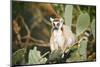 Ring-Tailed Lemur (Lemur Catta) on Cactus-Gabrielle and Michel Therin-Weise-Mounted Photographic Print