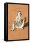 Ring-Tailed Lemur (Lemur Catta) Sunbathing with a Suckling Cub-Gabrielle and Michel Therin-Weise-Framed Stretched Canvas