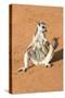 Ring-Tailed Lemur (Lemur Catta) Sunbathing with a Suckling Cub-Gabrielle and Michel Therin-Weise-Stretched Canvas