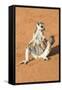 Ring-Tailed Lemur (Lemur Catta) Sunbathing with a Suckling Cub-Gabrielle and Michel Therin-Weise-Framed Stretched Canvas