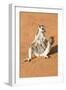 Ring-Tailed Lemur (Lemur Catta) Sunbathing with a Suckling Cub-Gabrielle and Michel Therin-Weise-Framed Photographic Print