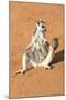 Ring-Tailed Lemur (Lemur Catta) Sunbathing with a Suckling Cub-Gabrielle and Michel Therin-Weise-Mounted Photographic Print