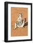 Ring-Tailed Lemur (Lemur Catta) Sunbathing with a Suckling Cub-Gabrielle and Michel Therin-Weise-Framed Photographic Print