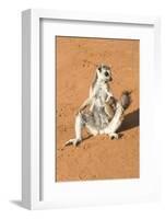 Ring-Tailed Lemur (Lemur Catta) Sunbathing with a Suckling Cub-Gabrielle and Michel Therin-Weise-Framed Photographic Print