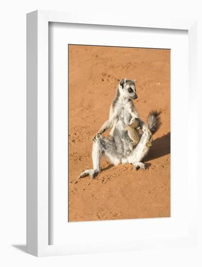 Ring-Tailed Lemur (Lemur Catta) Sunbathing with a Suckling Cub-Gabrielle and Michel Therin-Weise-Framed Photographic Print