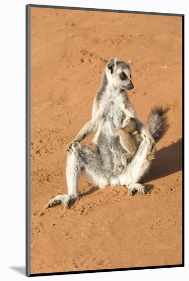 Ring-Tailed Lemur (Lemur Catta) Sunbathing with a Suckling Cub-Gabrielle and Michel Therin-Weise-Mounted Photographic Print