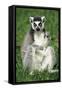 Ring-Tailed Lemur Portrait, Sitting on Grass-null-Framed Stretched Canvas