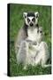 Ring-Tailed Lemur Portrait, Sitting on Grass-null-Stretched Canvas