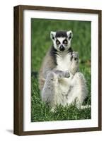 Ring-Tailed Lemur Portrait, Sitting on Grass-null-Framed Photographic Print