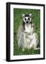 Ring-Tailed Lemur Portrait, Sitting on Grass-null-Framed Photographic Print