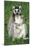 Ring-Tailed Lemur Portrait, Sitting on Grass-null-Mounted Photographic Print