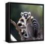 Ring-Tailed Lemur Sitting on a Tree. Madagascar. an Excellent Illustration.-GUDKOV ANDREY-Framed Stretched Canvas