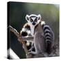 Ring-Tailed Lemur Sitting on a Tree. Madagascar. an Excellent Illustration.-GUDKOV ANDREY-Stretched Canvas