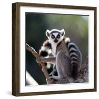 Ring-Tailed Lemur Sitting on a Tree. Madagascar. an Excellent Illustration.-GUDKOV ANDREY-Framed Photographic Print