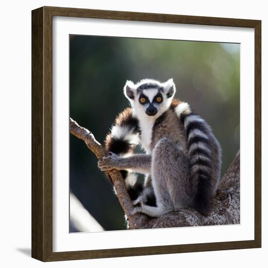 Ring-Tailed Lemur Sitting on a Tree. Madagascar. an Excellent Illustration.-GUDKOV ANDREY-Framed Photographic Print