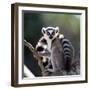 Ring-Tailed Lemur Sitting on a Tree. Madagascar. an Excellent Illustration.-GUDKOV ANDREY-Framed Photographic Print