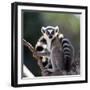 Ring-Tailed Lemur Sitting on a Tree. Madagascar. an Excellent Illustration.-GUDKOV ANDREY-Framed Photographic Print