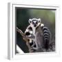 Ring-Tailed Lemur Sitting on a Tree. Madagascar. an Excellent Illustration.-GUDKOV ANDREY-Framed Photographic Print