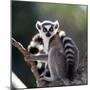 Ring-Tailed Lemur Sitting on a Tree. Madagascar. an Excellent Illustration.-GUDKOV ANDREY-Mounted Photographic Print