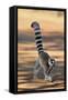 Ring-Tailed Lemur Walking with Tail Up-null-Framed Stretched Canvas