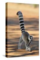 Ring-Tailed Lemur Walking with Tail Up-null-Stretched Canvas