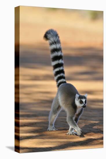 Ring-Tailed Lemur Walking with Tail Up-null-Stretched Canvas
