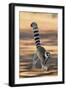 Ring-Tailed Lemur Walking with Tail Up-null-Framed Premium Photographic Print