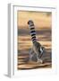 Ring-Tailed Lemur Walking with Tail Up-null-Framed Premium Photographic Print