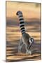 Ring-Tailed Lemur Walking with Tail Up-null-Mounted Premium Photographic Print
