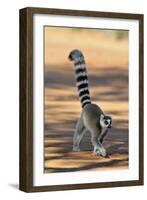 Ring-Tailed Lemur Walking with Tail Up-null-Framed Photographic Print