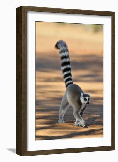 Ring-Tailed Lemur Walking with Tail Up-null-Framed Photographic Print