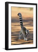 Ring-Tailed Lemur Walking with Tail Up-null-Framed Photographic Print