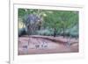 Ring-Tailed Lemur Walking with Tail Up-null-Framed Photographic Print