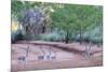 Ring-Tailed Lemur Walking with Tail Up-null-Mounted Photographic Print