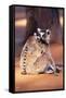 Ring-Tailed Lemur with Baby on Back, on Ground, Endemic-null-Framed Stretched Canvas