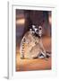 Ring-Tailed Lemur with Baby on Back, on Ground, Endemic-null-Framed Photographic Print