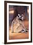 Ring-Tailed Lemur with Baby on Back, on Ground, Endemic-null-Framed Photographic Print