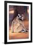Ring-Tailed Lemur with Baby on Back, on Ground, Endemic-null-Framed Photographic Print