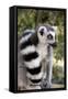Ring-Tailed Lemur with Tail Wrapped around Body-null-Framed Stretched Canvas