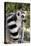 Ring-Tailed Lemur with Tail Wrapped around Body-null-Stretched Canvas