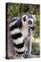 Ring-Tailed Lemur with Tail Wrapped around Body-null-Stretched Canvas