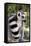 Ring-Tailed Lemur with Tail Wrapped around Body-null-Framed Stretched Canvas