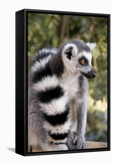 Ring-Tailed Lemur with Tail Wrapped around Body-null-Framed Stretched Canvas