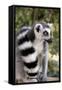 Ring-Tailed Lemur with Tail Wrapped around Body-null-Framed Stretched Canvas