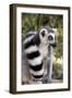 Ring-Tailed Lemur with Tail Wrapped around Body-null-Framed Photographic Print