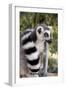 Ring-Tailed Lemur with Tail Wrapped around Body-null-Framed Photographic Print